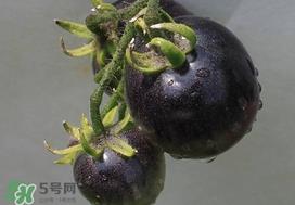 黑番茄能生吃吗?黑番茄可以生吃吗 黑番茄能生吃吗?黑番茄可以生吃吗