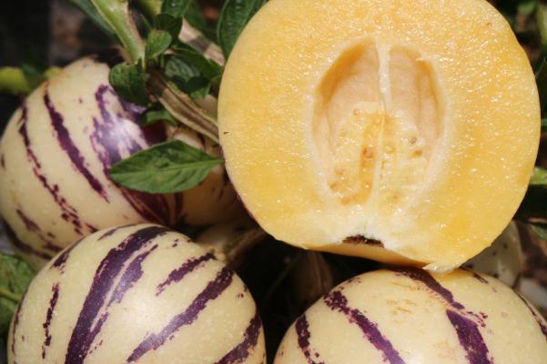 人参果是硬的好吃还是软的好吃 人参果是硬的怎么办 人参果是硬的好吃还是软的好吃 人参果是硬的怎么办