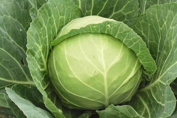 吃包菜对身体有什么好处 包菜怎么保存不烂