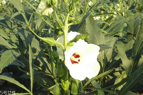 秋葵为什么是红色的 特殊的品种