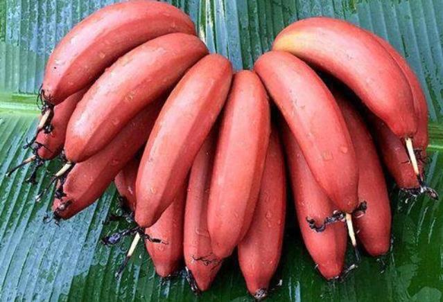 红香蕉硬硬的是不是没熟 红香蕉怎样催熟 红香蕉硬硬的是不是没熟 红香蕉怎样催熟