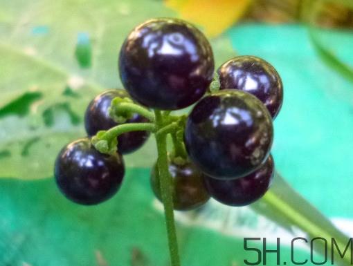 龙葵果泡酒有什么功能？龙葵果的功效与作用