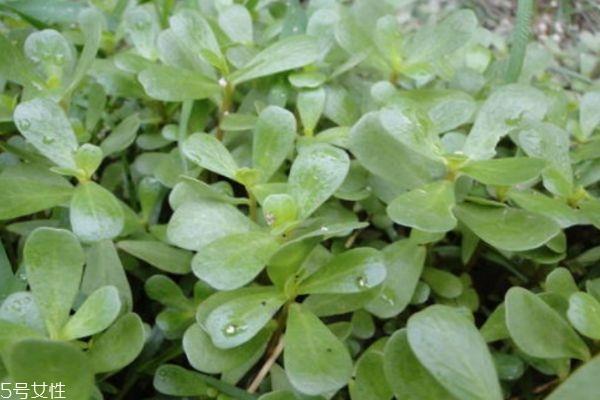 什么是蚂蚁菜 蚂蚁菜有什么作用呢 什么是蚂蚁菜 蚂蚁菜有什么作用呢