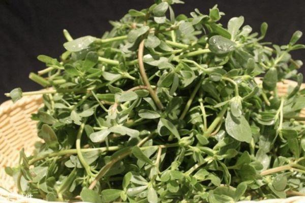 什么是蚂蚁菜 蚂蚁菜有什么作用呢 什么是蚂蚁菜 蚂蚁菜有什么作用呢