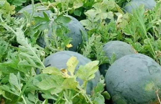 红瓜子是什么瓜的子?瓜子比瓜还要珍贵 红瓜子是什么瓜的子?瓜子比瓜还要珍贵