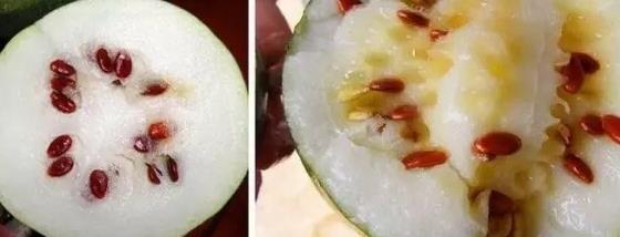 红瓜子是什么瓜的子?瓜子比瓜还要珍贵 红瓜子是什么瓜的子?瓜子比瓜还要珍贵