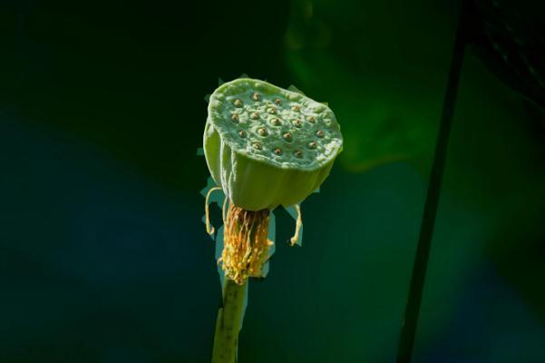 莲蓬孕妇可以吃吗 莲蓬孕妇可以泡水喝吗 莲蓬孕妇可以吃吗 莲蓬孕妇可以泡水喝吗