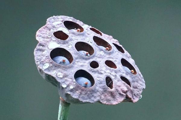 莲蓬孕妇可以吃吗 莲蓬孕妇可以泡水喝吗 莲蓬孕妇可以吃吗 莲蓬孕妇可以泡水喝吗