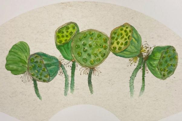 莲蓬孕妇可以吃吗 莲蓬孕妇可以泡水喝吗 莲蓬孕妇可以吃吗 莲蓬孕妇可以泡水喝吗