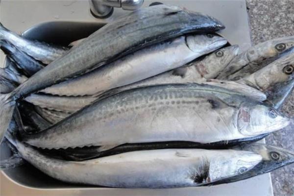 吃鲅鱼会过敏吗 吃鲅鱼过敏怎么办 吃鲅鱼会过敏吗 吃鲅鱼过敏怎么办