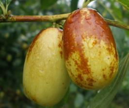 吃鲜枣补血吗?吃什么枣补血最好? 吃鲜枣补血吗?吃什么枣补血最好?