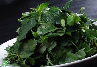 灰灰菜有什么功效?灰灰菜的功效与作用 灰灰菜有什么功效?灰灰菜的功效与作用