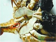 螃蟹哪些部位不能吃?螃蟹哪些地方不能吃? 螃蟹哪些部位不能吃?螃蟹哪些地方不能吃?