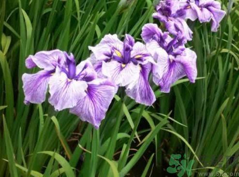 什么样的菖蒲好?怎样选购菖蒲? 什么样的菖蒲好?怎样选购菖蒲?