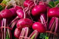 甜菜是甜的吗?甜菜到底是不是甜的? 甜菜是甜的吗?甜菜到底是不是甜的?