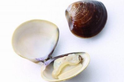 ​河蚌肉什么地方不能吃 河蚌的清理方法