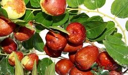 冬枣有点烂了可以吃吗?冬枣怎么储存比较好