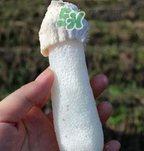 竹荪什么样的好?买竹荪怎么挑选 竹荪什么样的好?买竹荪怎么挑选