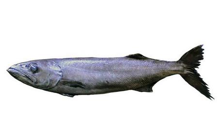 鳕鱼为什么那么贵 贵的有道理