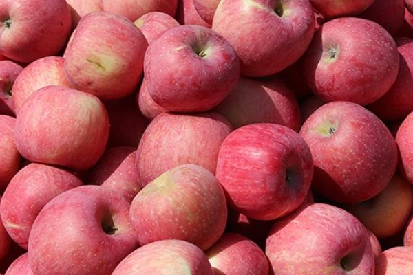 红富士苹果什么品种好 推荐是这个品种 红富士苹果什么品种好 推荐是这个品种