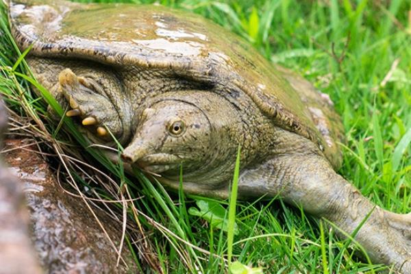 甲鱼好吃吗 营养又美味 甲鱼好吃吗 营养又美味