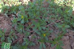 马齿苋孕妇能吃吗？马齿苋孕妇可以外用吗？