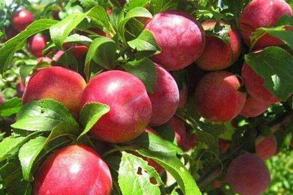 油桃的营养价值是什么 油桃的作用 油桃的营养价值是什么 油桃的作用