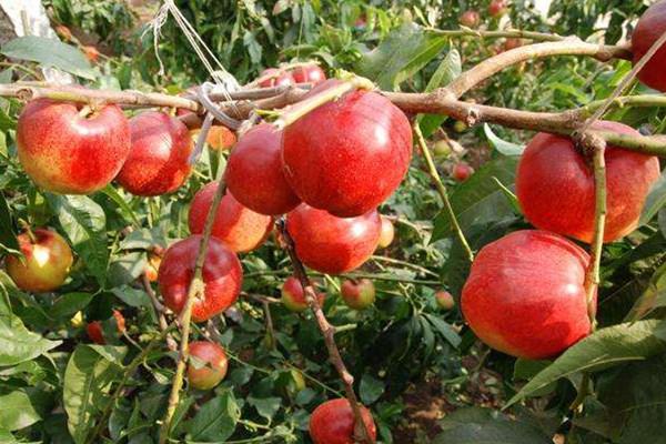 油桃的营养价值是什么 油桃的作用 油桃的营养价值是什么 油桃的作用