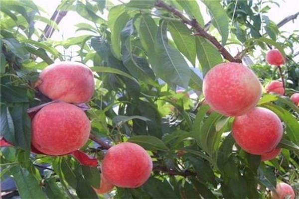 水蜜桃是热性的吗 水蜜桃怎么保存不会软 水蜜桃是热性的吗 水蜜桃怎么保存不会软