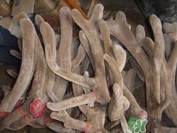 鹿茸可以放冰箱吗?鹿茸放冰箱里时间长了可以服用吗 鹿茸可以放冰箱吗?鹿茸放冰箱里时间长了可以服用吗