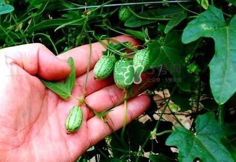 世界上最小西瓜是转基因吗?世界上最小西瓜有多大 世界上最小西瓜是转基因吗?世界上最小西瓜有多大