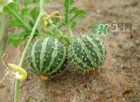 世界上最小西瓜是转基因吗?世界上最小西瓜有多大 世界上最小西瓜是转基因吗?世界上最小西瓜有多大