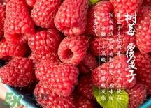 刺泡的热量 刺泡可以减肥吗？