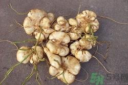 凉薯可以生吃吗?凉薯生吃好还是熟吃好