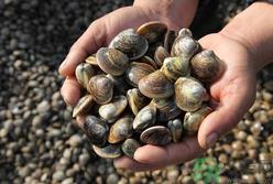 文蛤怎么洗?文蛤怎么做好吃? 文蛤怎么洗?文蛤怎么做好吃?