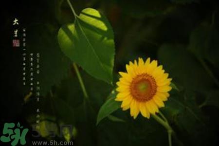 大暑吃什么水果?大暑吃什么水果养生? 大暑吃什么水果?大暑吃什么水果养生?