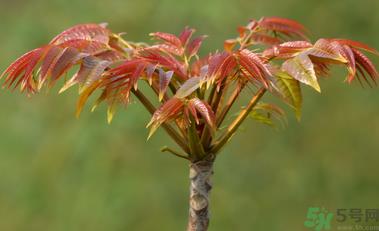 香椿炒鸡蛋的家常做法 香椿的功效与作用 香椿炒鸡蛋的家常做法 香椿的功效与作用