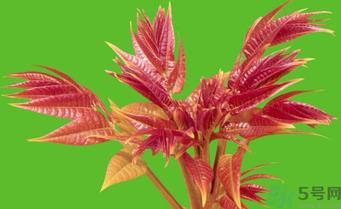 香椿炒鸡蛋的家常做法 香椿的功效与作用 香椿炒鸡蛋的家常做法 香椿的功效与作用