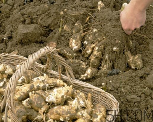 什么人不能吃洋姜?洋姜怎么保存 什么人不能吃洋姜?洋姜怎么保存