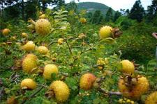 吃刺梨子有什么好处?刺梨子的功效与作用 吃刺梨子有什么好处?刺梨子的功效与作用