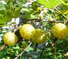 吃刺梨子有什么好处?刺梨子的功效与作用 吃刺梨子有什么好处?刺梨子的功效与作用