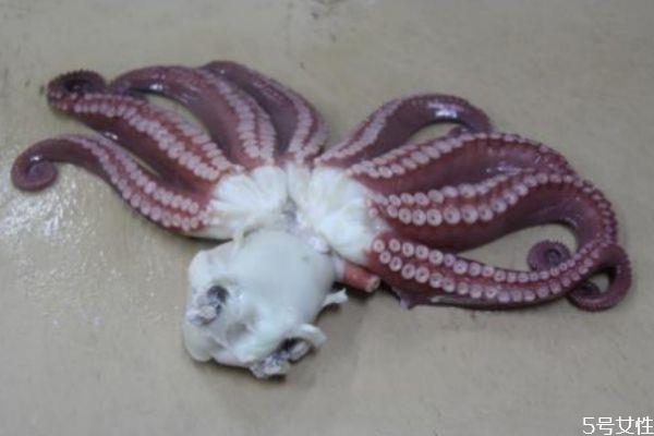 八爪鱼的墨汁可以吃吗 八爪鱼的墨汁能吃吗 八爪鱼的墨汁可以吃吗 八爪鱼的墨汁能吃吗