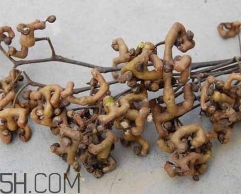 鸡爪梨是水果吗?鸡爪梨泡酒有什么功效 鸡爪梨是水果吗?鸡爪梨泡酒有什么功效