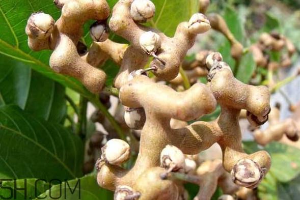 鸡爪梨是水果吗?鸡爪梨泡酒有什么功效 鸡爪梨是水果吗?鸡爪梨泡酒有什么功效