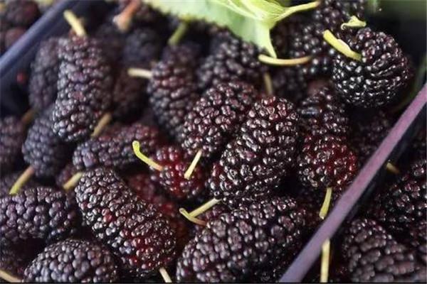 桑葚一次吃多少 桑葚一次最多可以吃多少 桑葚一次吃多少 桑葚一次最多可以吃多少