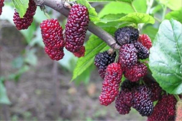 桑葚一次吃多少 桑葚一次最多可以吃多少 桑葚一次吃多少 桑葚一次最多可以吃多少