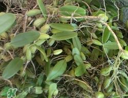 石橄榄的根可以吃吗?石橄榄的根功效与作用 石橄榄的根可以吃吗?石橄榄的根功效与作用