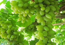 孕妇可以吃马奶葡萄吗？马奶葡萄孕妇能吃吗？