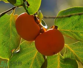 懒柿子吃多了会怎么样？懒柿子吃多了好吗