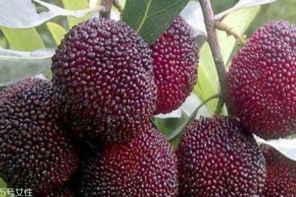 杨梅有什么营养价值呢 吃杨梅有什么好处呢 杨梅有什么营养价值呢 吃杨梅有什么好处呢